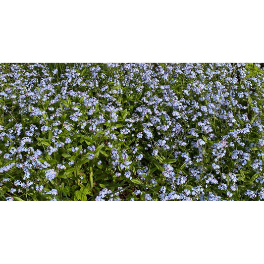 image for this article