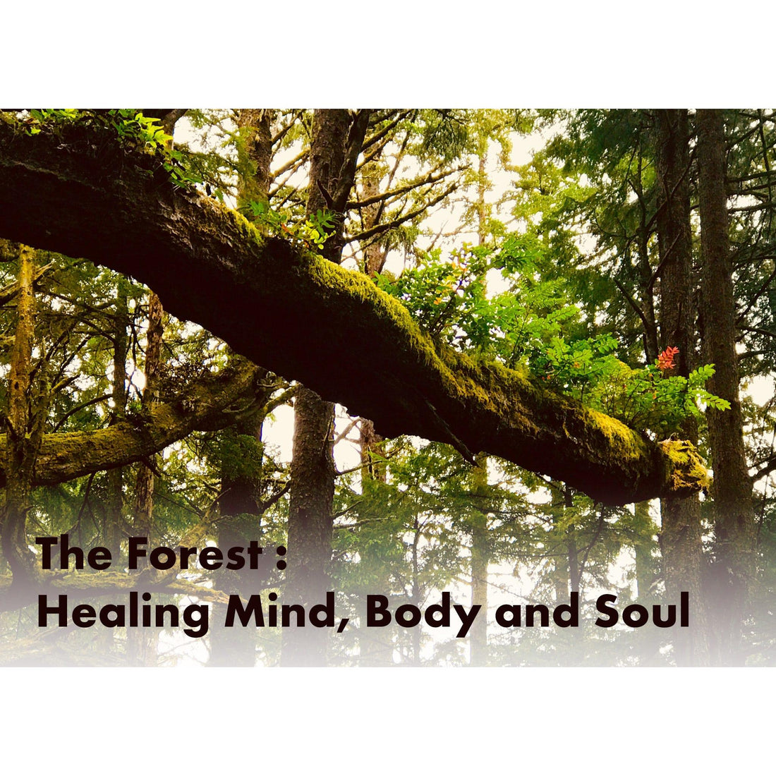 image for this article